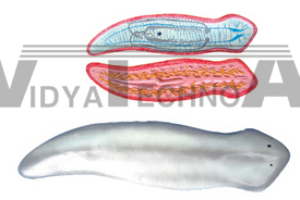 The dissection model of turbellarian